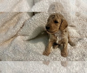 Goldendoodle (Miniature) Puppy for sale in HOMER GLEN, IL, USA