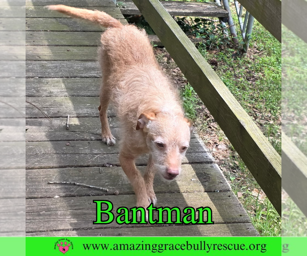 Medium Photo #3 Mutt Puppy For Sale in Pensacola, FL, USA