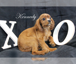 Small Photo #13 Cavalier King Charles Spaniel Puppy For Sale in CHANUTE, KS, USA