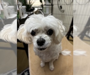 Mother of the Maltese puppies born on 03/21/2025