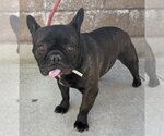 Small #1 French Bulldog