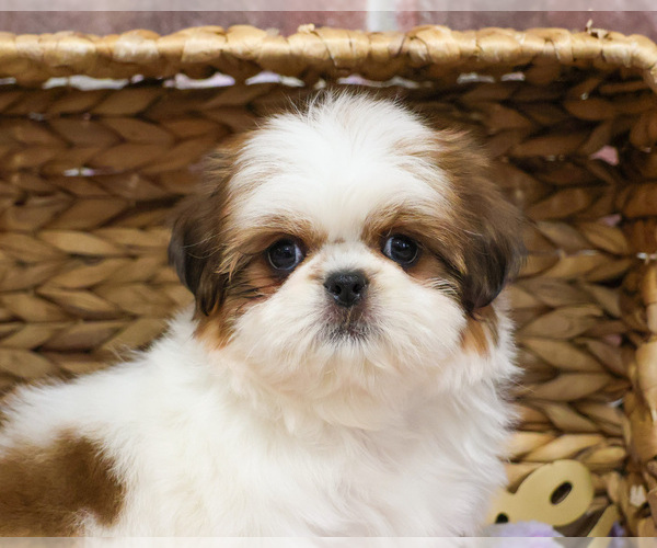 Medium Photo #8 Shih Tzu Puppy For Sale in SYRACUSE, IN, USA