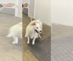 Small #2 American Eskimo Dog