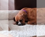 Small Photo #3 Boxer Puppy For Sale in Burnsville, MN, USA