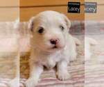 Small Photo #9 Maltese Puppy For Sale in MOUNTAIN GROVE, MO, USA