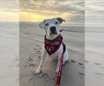 Small American Staffordshire Terrier Mix