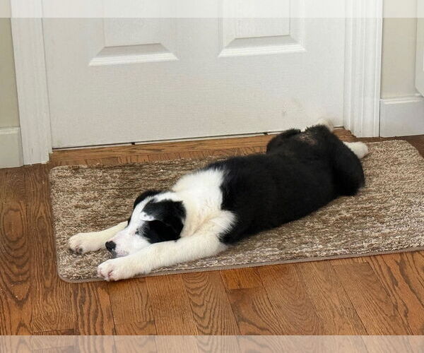Medium Photo #3 Border-Aussie Puppy For Sale in Wheaton, IL, USA