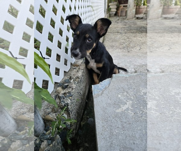 Medium Photo #5 American Rat Pinscher Puppy For Sale in Virginia Beach, VA, USA