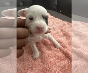 Crustie Puppy for sale in WASHINGTON, DC, USA