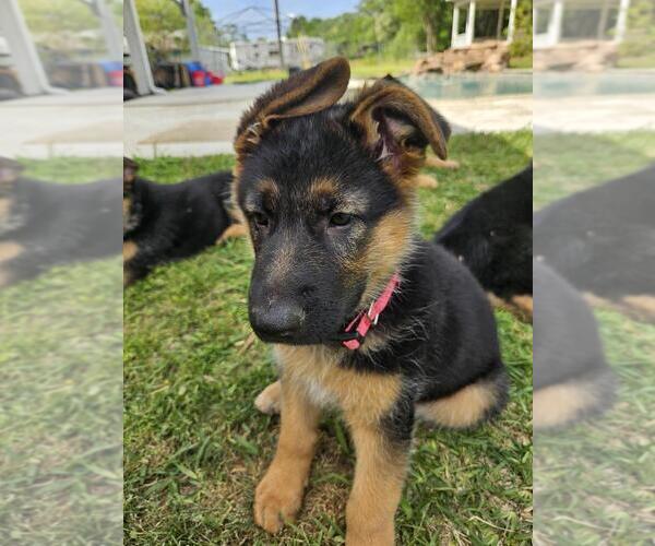 Medium Photo #3 German Shepherd Dog Puppy For Sale in LUFKIN, TX, USA