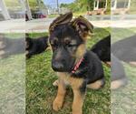 Small Photo #3 German Shepherd Dog Puppy For Sale in LUFKIN, TX, USA