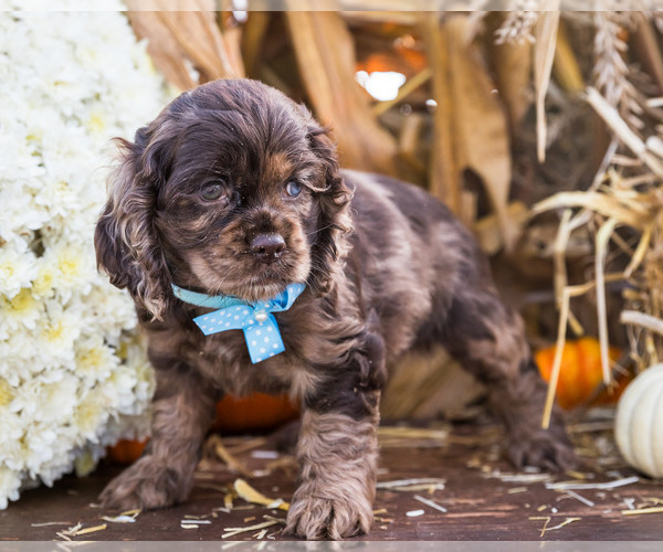 Medium Photo #20 Cocker Spaniel Puppy For Sale in WAKARUSA, IN, USA
