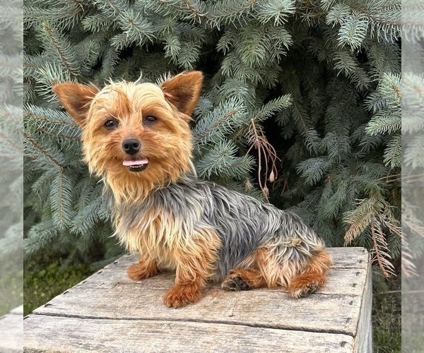 Medium Photo #1 Yorkshire Terrier Puppy For Sale in MIDDLEBURY, IN, USA