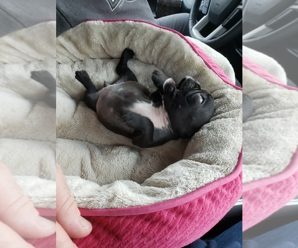 Medium Photo #4 French Bulldog Puppy For Sale in AMHERST, NH, USA