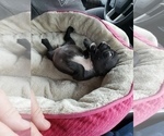 Small Photo #4 French Bulldog Puppy For Sale in AMHERST, NH, USA