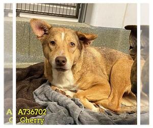 Mutt Dogs for adoption in San Antonio, TX, USA