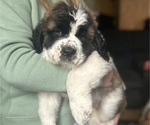 Small Photo #5 Saint Bernard Puppy For Sale in ANTWERP, NY, USA
