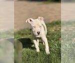 Puppy Cristal American Bully