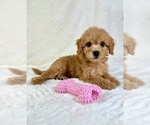 Small #1 Goldendoodle (Miniature)