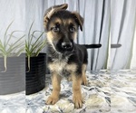 Small Photo #2 German Shepherd Dog Puppy For Sale in GREENWOOD, IN, USA