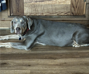 Mother of the Labrador Retriever puppies born on 11/24/2025