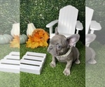 Small Photo #22 French Bulldog Puppy For Sale in LOS ANGELES, CA, USA