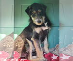Small #5 Tibetan Terrier Mix