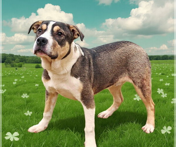 Medium Photo #13 American Bulldog-Unknown Mix Puppy For Sale in Talladega, AL, USA