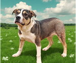 Small #12 American Bulldog Mix