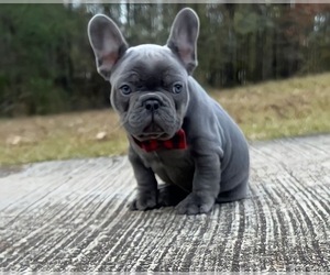 Medium French Bulldog