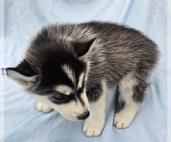 Medium Photo #13 Siberian Husky Puppy For Sale in CAMDENTON, MO, USA