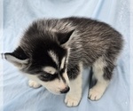 Small #12 Siberian Husky