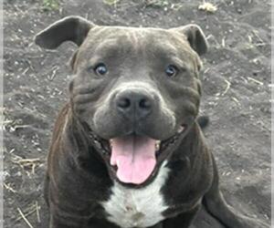 American Staffordshire Terrier-Unknown Mix Dogs for adoption in San Antonio, TX, USA