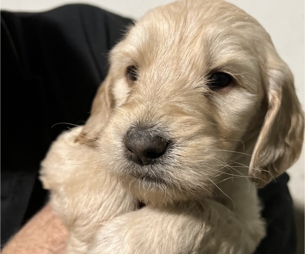 Medium Photo #1 Goldendoodle Puppy For Sale in WAKE FOREST, NC, USA