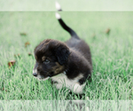 Small Photo #27 Australian Shepherd Puppy For Sale in ARODA, VA, USA
