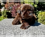 Puppy 1 Shih Tzu