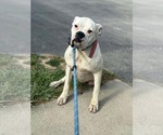 Small #1 Boxer