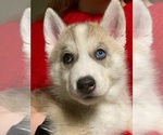 Small Photo #22 Siberian Husky Puppy For Sale in ROSEVILLE, CA, USA