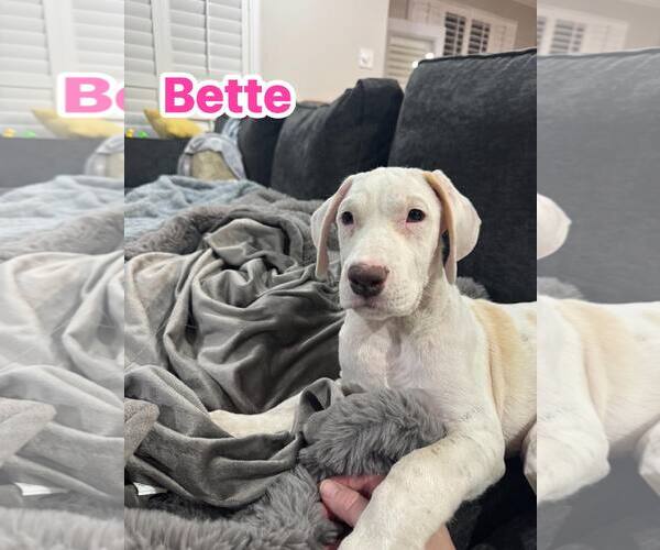 Medium Photo #3 Argentinian Mastiff-Border Collie Mix Puppy For Sale in Rowlett, TX, USA