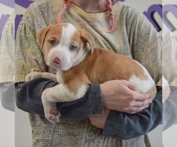 Medium Photo #2 American Staffordshire Terrier-Boxer Mix Puppy For Sale in Huntley, IL, USA