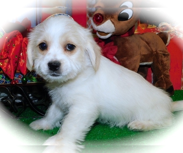 Medium Photo #4 ShihPoo-Unknown Mix Puppy For Sale in HAMMOND, IN, USA