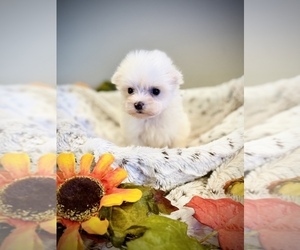 Maltese Puppy for sale in CROSSVILLE, TN, USA