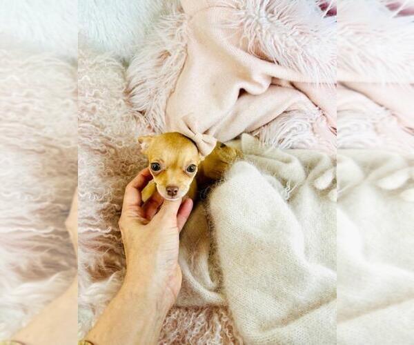 Medium Photo #9 Chihuahua Puppy For Sale in PEMBROKE PINES, FL, USA