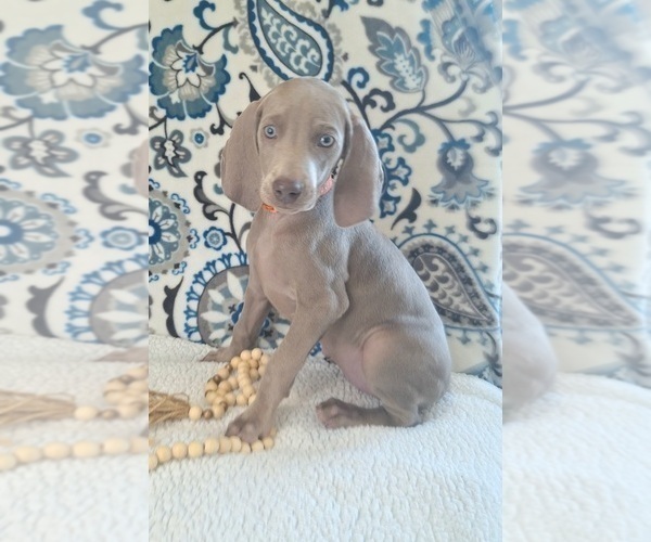 Medium Photo #13 Weimaraner Puppy For Sale in LEWISBURG, KY, USA