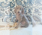 Puppy Chili Weimaraner