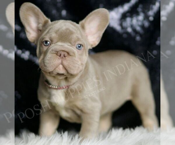 Medium Photo #1 French Bulldog Puppy For Sale in WARSAW, IN, USA