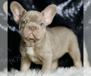 French Bulldog Puppy for sale in WARSAW, IN, USA