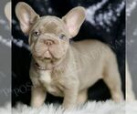Small French Bulldog