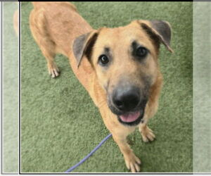 Shepradors Dogs for adoption in Winston Salem, NC, USA