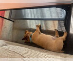 Small #3 Norwich Terrier Mix